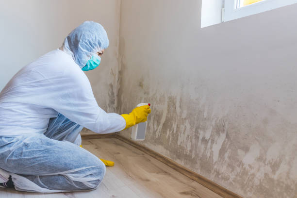 Licensed Black Mold Removal service in Burnham, PA - WQB Mold Removal