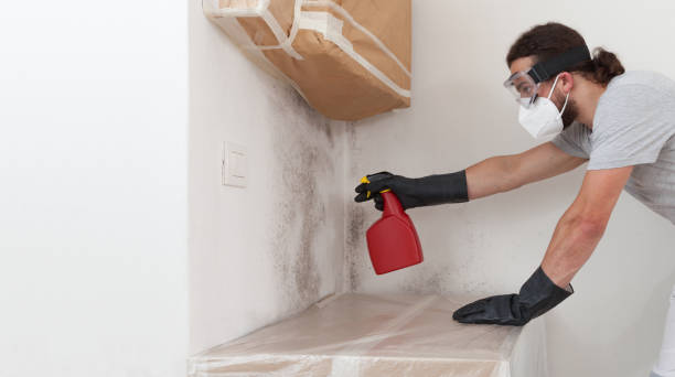 Professional Black Mold Removal technician working in Burnham, PA