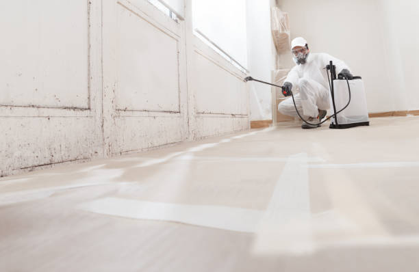 24/7 Emergency Black Mold Removal experts in Burnham, PA