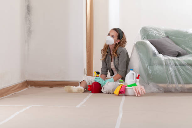 Trusted Black Mold Removal service in Burnham, PA - WQB Mold Removal