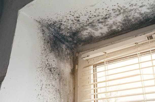 Affordable Black Mold Removal solutions in Burnham, PA