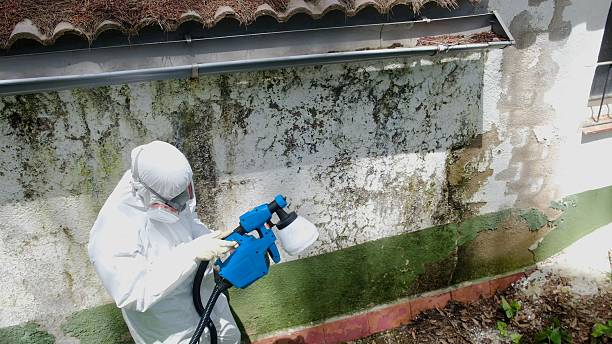 Top rated local Black Mold Removal specialists in Burnham, PA